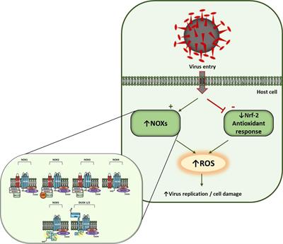 NOX-Dependent Signaling Dysregulation in Severe COVID-19: Clues to Effective Treatments